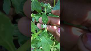 how to identify bhringraj Bhringraj plantsguntagalarakumini garden Hair oil preparation leaves [upl. by Lucita]