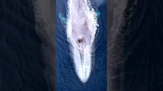 Blue Whale and Ocean Sounds in 60 seconds 🐋 shorts [upl. by Ainig482]