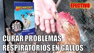 ¿Como CURAR cualquier PROBLEMA RESPIRATORIO en tus GALLOS USA ESTO [upl. by Brandy]