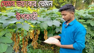 জংলা আলকুশির উপকারিতা।আলকুশি গাছ কেমন ঔষধি গ্রামের ভয়ংকর ভেষজ উদ্ভিদ আলকুশি। [upl. by Laurice9]