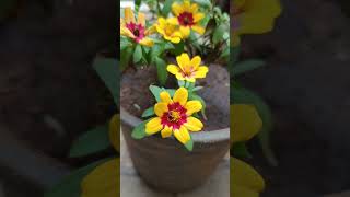 Zinnia Plant  Blooming of zinnias  gardening tips [upl. by Tegdirb390]