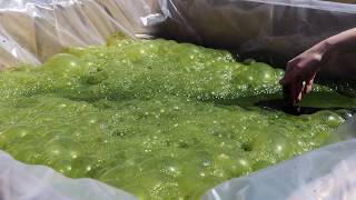 Growing Algae in New Mexico [upl. by Frankel437]