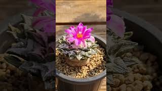 Ariocarpus kotschoubeyanus var elephantidens 아리오카르푸스 코츠쿠베야누스 변종 엘리펀티덴스 흑목단 목단 선인장 [upl. by Nnaeiluj]