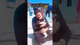 May all strays receive gentle pets from strangersyoutubeshorts highlights viralvideo [upl. by Anomar308]