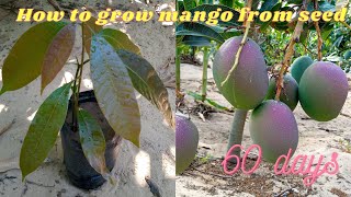 how to grow a mango tree from seed  day 1 to day 60  a mango seed with five growths [upl. by Leirad]