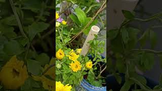 chennai graden trending videojamanthi 🌼🌼flower beautiful flower Yellow flower  short video [upl. by Shum]