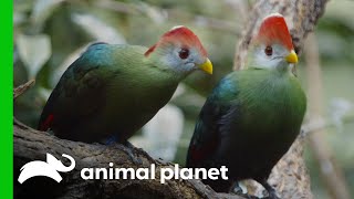 The Bronx Zoos First RedCrested Turaco Hatching in 30 Years  The Zoo [upl. by Custer]