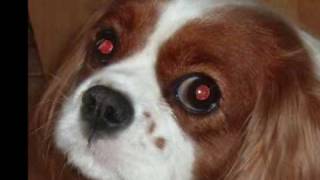 Syringomyelia in Cavalier King Charles [upl. by Bevis]