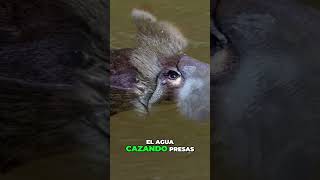 El ornitorrinco Mitad pato mitad castor y 100 INCREÍBLE😱😱 ornitorrinco platypus curiosidades [upl. by Luehrmann]