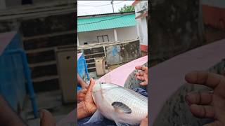 Katal fish breeding video shortsvideo bigfish fishfarming [upl. by Kameko157]