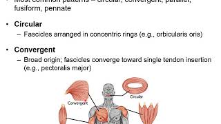 Chapter 11B  Muscular System Naming Skeletal Muscles and Arrangement of Fascicles [upl. by Assetak477]