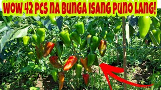 Paano NapapaDami ang Bunga ng Atsal  Bell Pepper [upl. by Merrili]