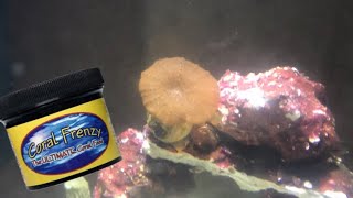 MUSHROOM CORAL discosoma FEEDING TIME LAPSE [upl. by Nomyaw478]