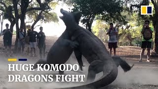 Two huge Komodo dragons fight on Indonesian island [upl. by Kamerman434]