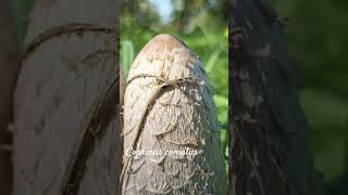 Funny coprinus comatus or nematophagous fungus shorts herbarium mushroom [upl. by Jefferey]