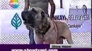 Ankara Dog Show [upl. by Alyakcm]