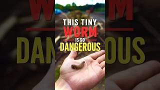 Inchworm youtubeshortsanimals [upl. by Klug]