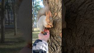 Бельчонок с насморком хочет возмущаться 🐿 Squirrel with a runny nose wants to be indignant [upl. by Acimad348]