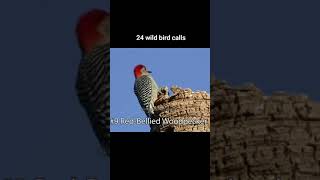 The 24 most common bird calls [upl. by Loresz]