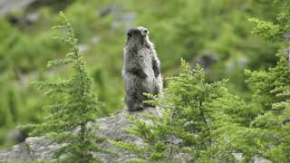 Mountain Marmot calling warning whistle Mt Baker Yelling [upl. by Keese352]