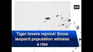 Tiger lovers rejoice Snow leopard population witness a rise  Himachal Pradesh News [upl. by Eilahs]