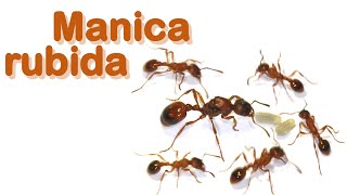 Ant care species guide 25  Manica rubida [upl. by Adnohsel]