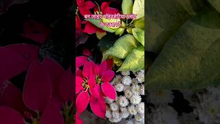 grow poinsettia like an expert poinsettias christmaspoinsettia gardeningaesthetics [upl. by Llebasi300]