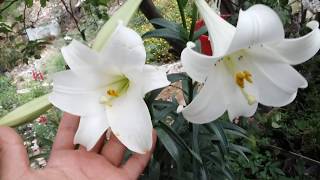 Lilium Longiflorum  Azucena  Vara de San Jose  Lirio blanco [upl. by Weismann]