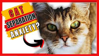 8 Signs of Separation Anxiety in Cats  How You Can Help Them [upl. by Ethelinda]