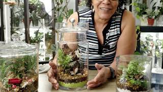 DIY Terrariums are they worth the effort [upl. by Afinom843]