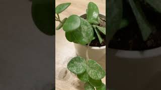 Hoya Mathilde Splash 🌿 hoya hoyaplant plants [upl. by Aitel133]