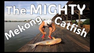 Mekong Catfish in Thailand thailand bangkok fishing fishingtrips catfish mekongriver [upl. by Yelsiap652]