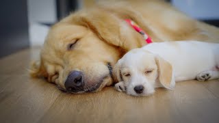 How My Golden Retriever and New Puppy Became Best Friend in Just 4 Days [upl. by Cowen]