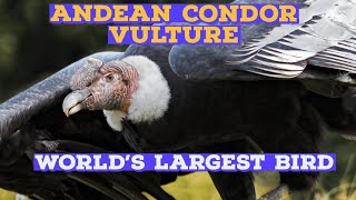 quotWorld’s Largest Bird Andean Condor 10 Incredible Facts about the Majestic Andean Condor Vulturequot [upl. by Acemat153]