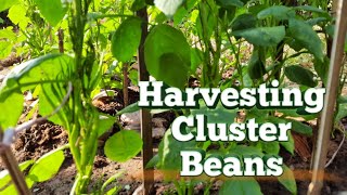 How to grow cluster beans Harvesting cluster beans Growing beans in kitchen garden  cultivation [upl. by Gimble103]