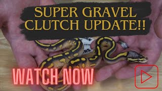 Super Gravel Clutch Update [upl. by Chrisse]