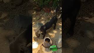 Food for dogs viral2024 chalakipilla doglover [upl. by Ahsemed]