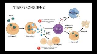 Arabic Interferons عربي شرح مبسط للأنترفيرونز ووظيفتها في الجهاز المناعي [upl. by Cedell]