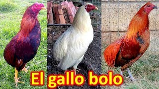 EL GALLO BOLO [upl. by Benoit]