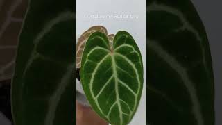 Crystallinum x Red Of Java anthuriumplant plants anthurium plantlover tanamanhias [upl. by Llehcar]