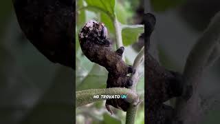 La SFINGE TESTA di MORTO🐛  Acherontia atropos🦋 [upl. by Eidnam]