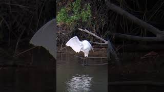 Great Egret [upl. by Stephie344]