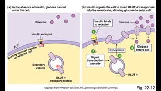 Anaerobic Glycolysis [upl. by Bramwell]