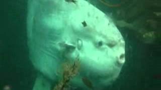 Mola Mola in Quatsino Sound Canada [upl. by Ogilvie]