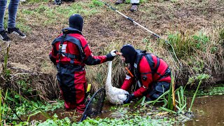 Brandweer 40 minuten bezig met gewonde zwaan [upl. by Alat]