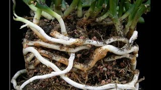 Rhizomes Definition amp Examples  What is a Rhizome  Plant Anatomy [upl. by Kazimir]