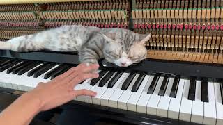 Porco Ros  Joe Hisaishi  Piano massage for cat [upl. by Benny]