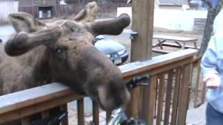 Feeding and Petting a Bull Moose [upl. by Yelreveb579]