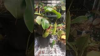 Nepenthes Truncata Giant x Spatulata is Unstoppable plantlife plants plantlover [upl. by Nicolis]