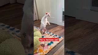 Hairy Hairless Cat EXPLAINED shorts donskoy cats hairlesscat [upl. by Denise335]